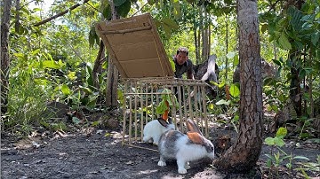 Wildlife  Trap: Building Creative Hole Rabbit Trap