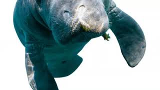 Saving The Gentle Giants
