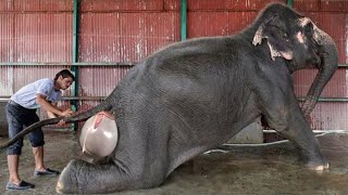 Слон Рожает Слоненка | Слон рожает в зоопарке вокруг посетителей