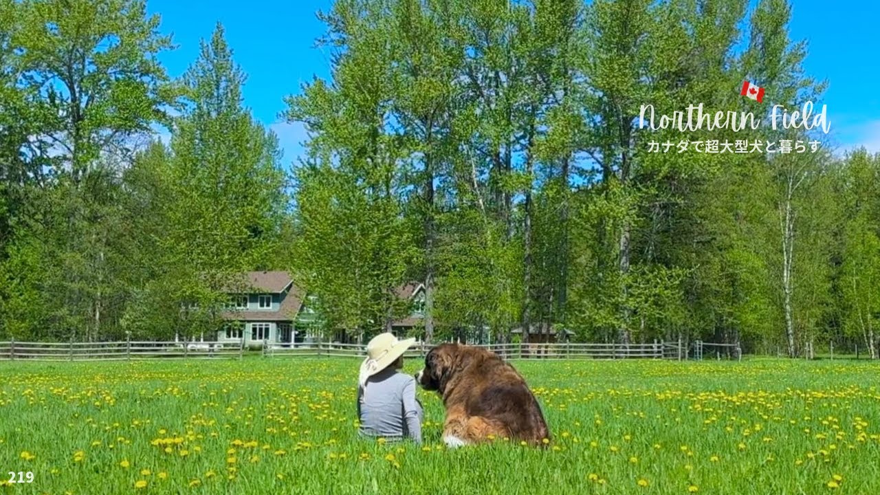 コストコのグリーンハウス｜穏やかな別れとタンポポの絨毯