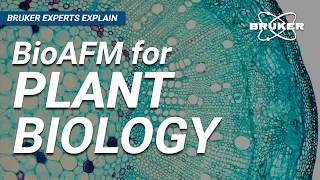 How to Use Atomic Force Microscopes for Plant Biology | Bruker Experts Explain