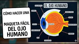 Cómo hacer una MAQUETA DEL OJO HUMANO Fácil y Rápido 👁️
