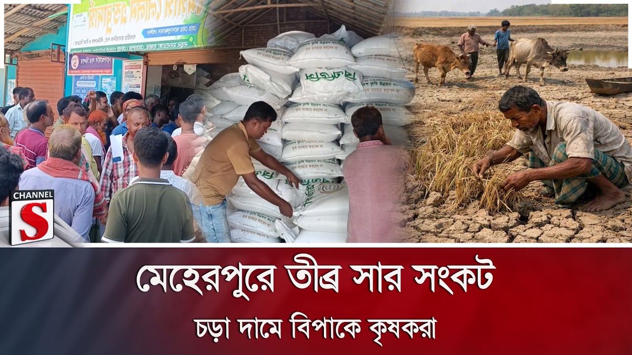 মেহেরপুরে তীব্র সার সংকট; চড়া দামে বিপাকে কৃষকরা | Channel S News