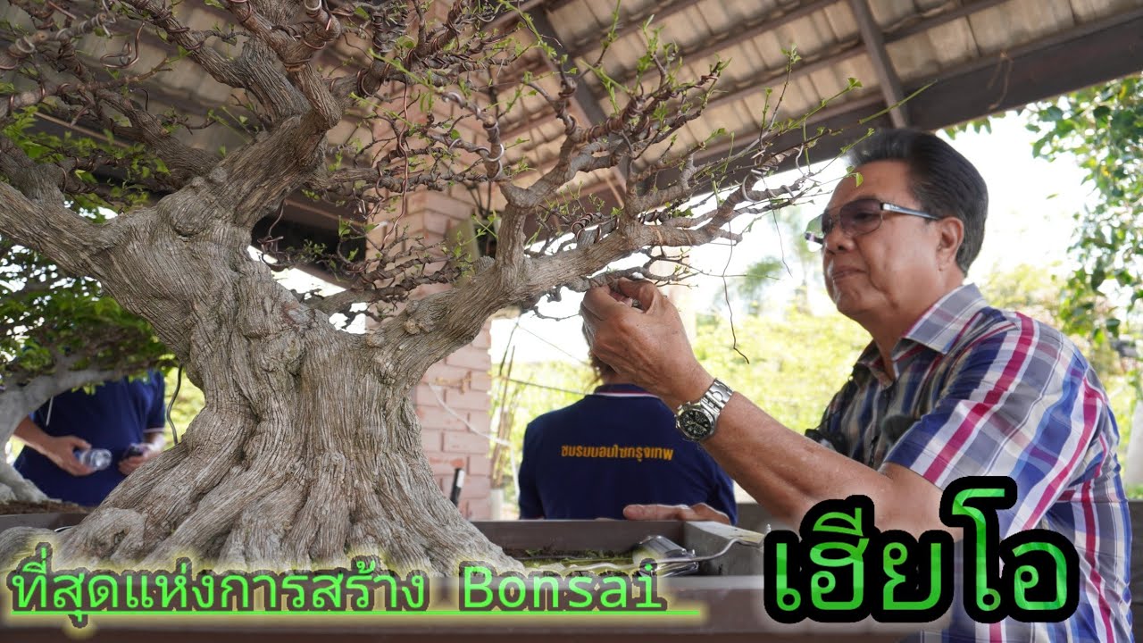 Bonsai i am k เฮีย..โอ ที่สุดแห่งการสร้าง Bonsai