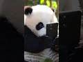 Cute Panda Is Obsessed With His New Phone 📱😍 #panda #cute