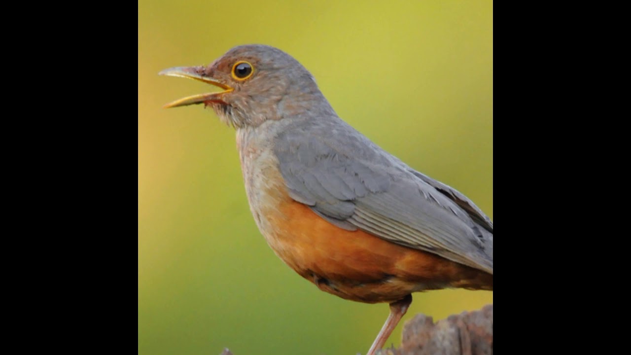 Canto De Sabiá Que é Vo Sabia Laranjeira Canto Classico Femea Chamando 2021 Youtube