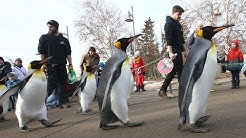 Penguin Walk returns at Calgary Zoo 