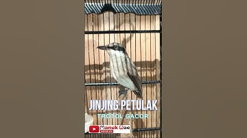 JINJING PETULAK TROTOL GACOR #cucakijo #kicaumania #kicaumanianusantara #burungkicau #jinjingpetulak