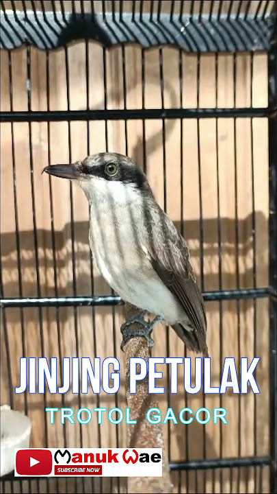 JINJING PETULAK TROTOL GACOR #cucakijo #kicaumania #kicaumanianusantara #burungkicau #jinjingpetulak