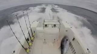 123kg Tuna going home from Apollo Bay. SBF
