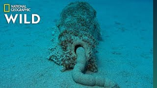 Sea Cucumber Poop Is Surprisingly Good For the Ecosystem | Nat Geo Wild