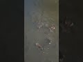 🐟 Fish Feeding Frenzy at Lumpini Park!