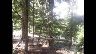 Bigfoot in Central Oregon