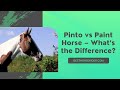 Pinto vs paint horse  whats the difference