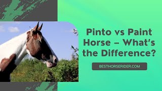 Pinto vs Paint Horse – What’s the Difference?