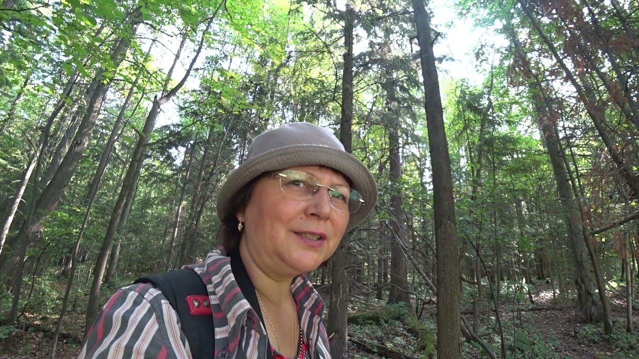 Подосиновики атакуют! В осиннике мульён красных !!! - YouTube