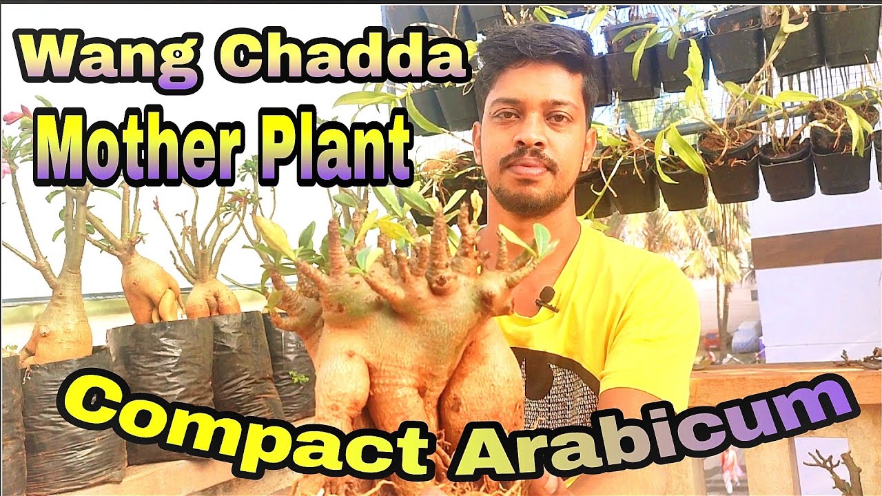 Wang chadda Mother plants.. Arabicum adenium.. Compact Variety