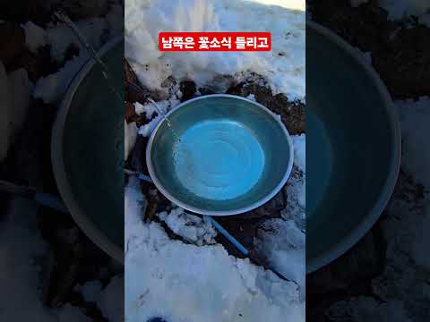 도깨비 <strong>산골집</strong> 자연수 봄이 오는소리 ᆢ