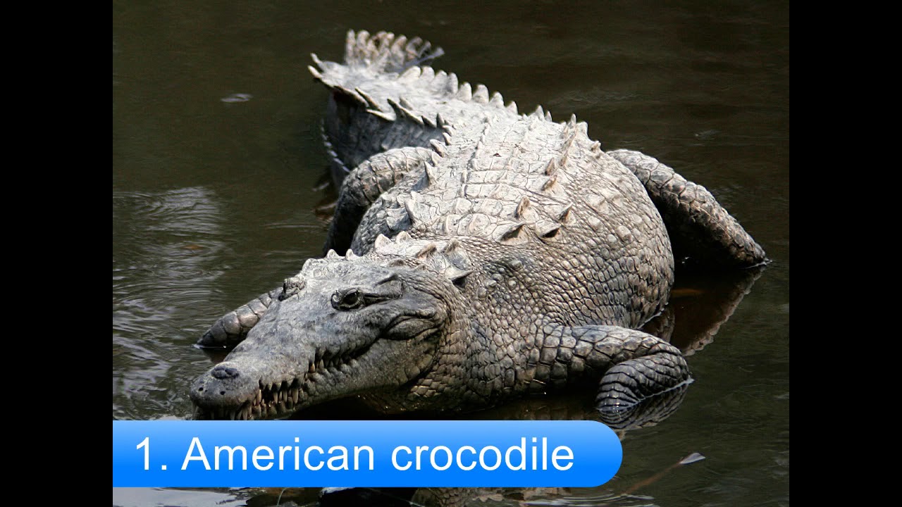 TOP 10 CROCODILES IN THE WORLD YouTube