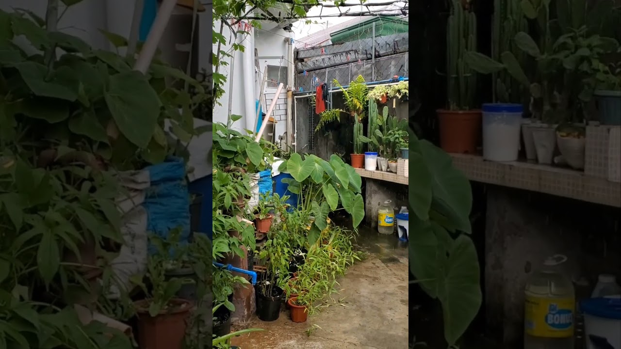 Rain needed for my backyard garden #florfinaskitchen #backyard gardening