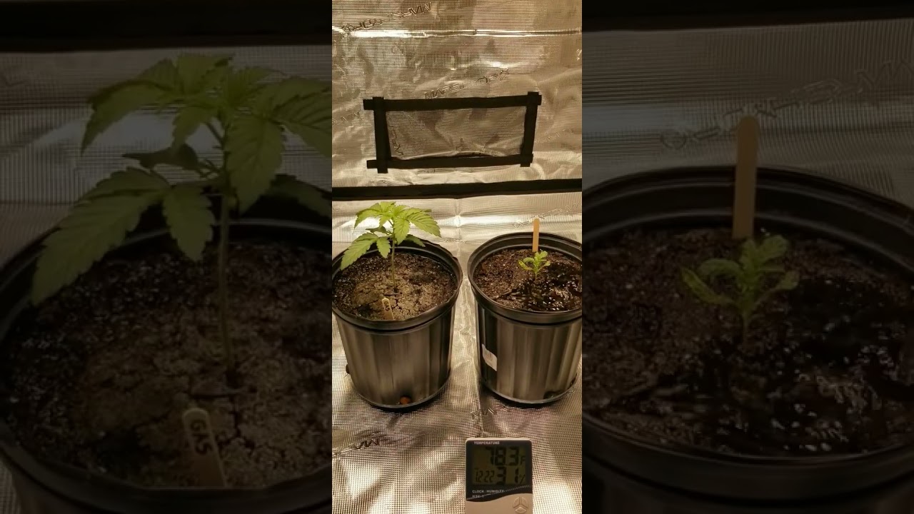 First Time Giving Gaschata and Terple Nutrients | Growing with Mars Hydro | Mantha Productions 2.0