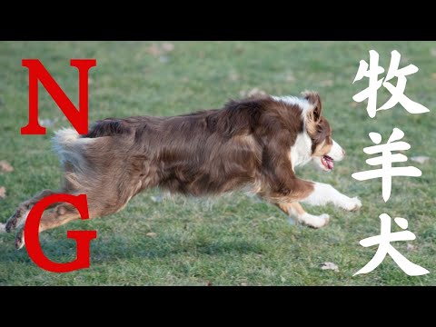 【犬を飼う前に見て】オーストラリアンシェパード（牧羊犬）を飼うと不幸になる人3選｜対処法もあり
