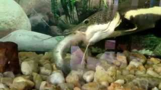 Famous WARNING!!! This video contains graphic material. Viewer discretion is advised Wealth