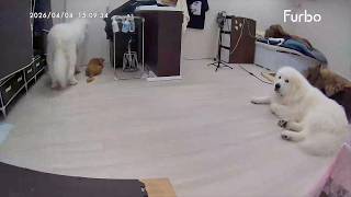 雨でストレス爆発しそうな３頭です