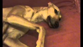 Saphira e la corsa - parte prima screenshot 1