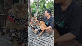 Super SokYaa,OG, ToTo Animals Are So Awesome #shorts