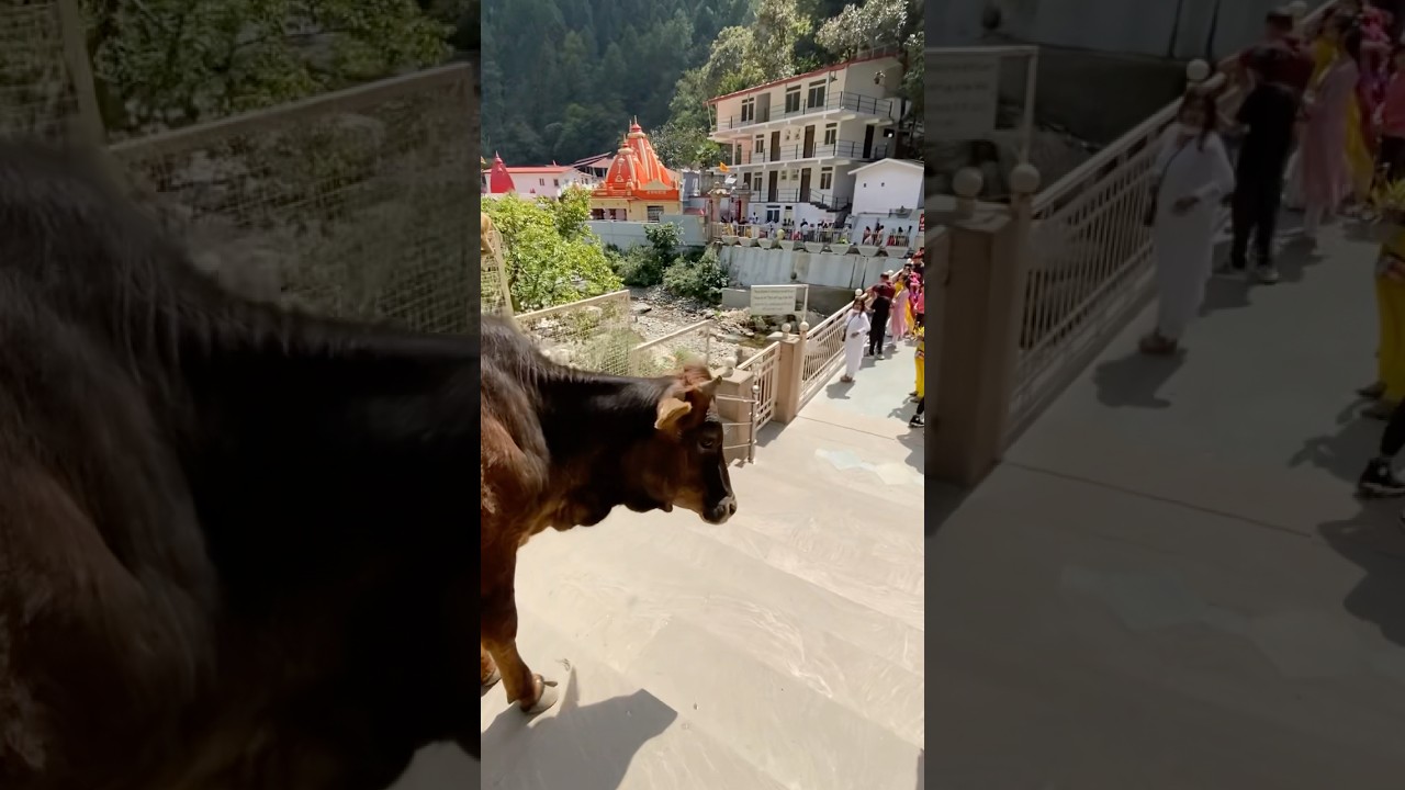 Ашрам Каинчи Дхам расположен в районе Найнитала,штат Уттаракханд. 