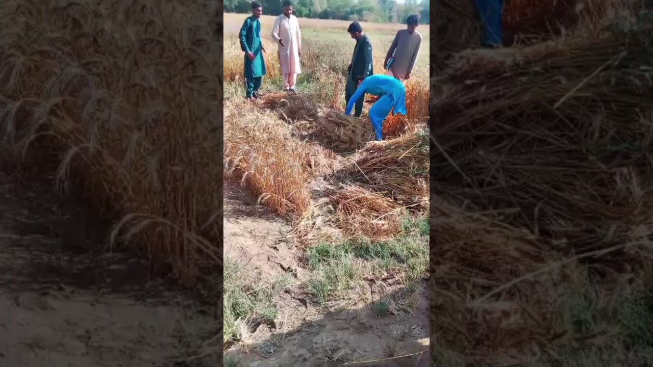 sindh agriculture University of Tandojam 