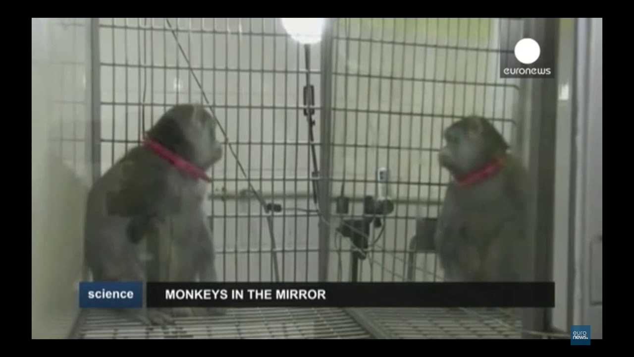 expérience de Gallup