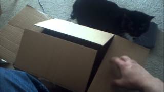 Cat box 1