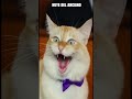Boda sale mal la novia Fany sale corriendo #humor  #comedy #memes #cats #noacepto #boda #wedding