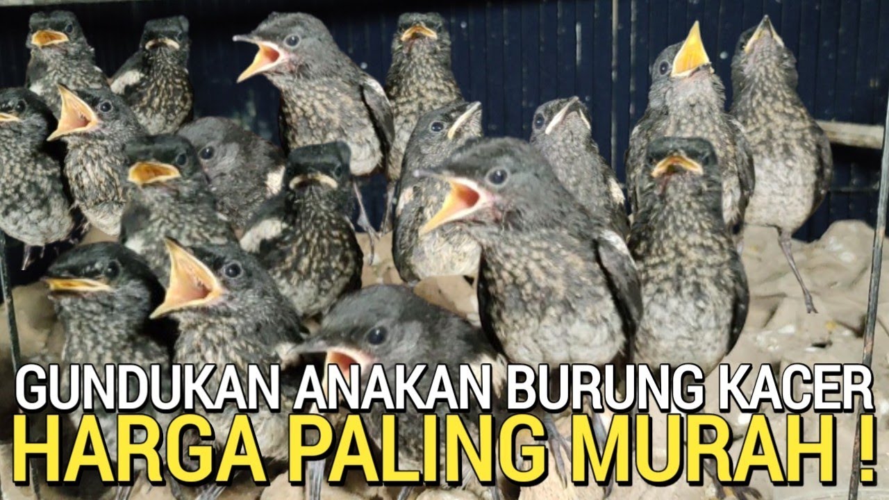 BUKTIKAN ! HARGA KACER ANAKAN PALING MURAH DI PASARAN BUKAN DI PASAR BURUNG PRAMUKA