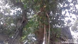 Kali Mata Ka Bhajan Bahut Hai Jabardast Bhajan Suratgarh Siddharthnagar Uttar Pradesh Gram Pakdi No