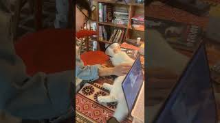 me, meow and coffee #shorts #cat