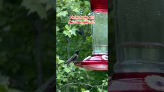Male, Ruby-throated Hummingbird! #shorts #nature #hummingbird #shortvideo #birds #birdfeeder