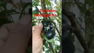 100 % Erfolgreiche Abmoosung Mit Blumenschaum