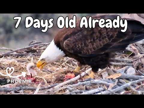 Smith Rock Eagle Nest live cam preview