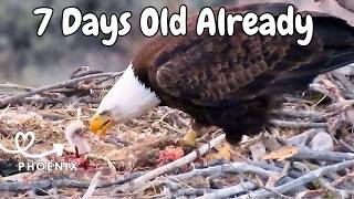 Bald Eagle Nest Cam – Evening Feeding at Smith Rock | Skye Feeds Phoenix as Hunter Returns