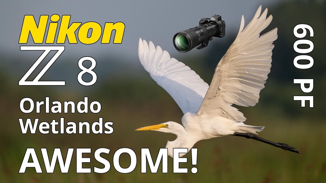 Nikon Z8 Orlando Wetlands Bird Photography with Phil Vignola and the 600 PF Lens!