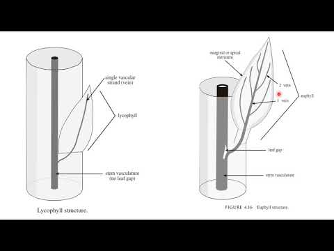 Video: Razlika Med Protostelo In Sifonostelo