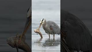 Heron Catches Huge Fish - Swallow or Be Attacked
It might seem like catching a huge fish is the best way to fill an empty stomach but bigger isn’t always better. A larger catch means more work, more risk, and more eyes watching from above. The heron might have won the “catch of the day” but now the real challenge awaits, swallow it whole before it gets stolen.
All of the gulls taking flight, that’s a dead giveaway that an eagle is coming in fast. The race is on. Swallow the massive fish or risk a full frontal attack from the apex predator of the area. This isn’t this heron’s first oyster bed rodeo. It knows exactly what must be done. Heron Catches Huge Fish - Swallow or Be Attacked