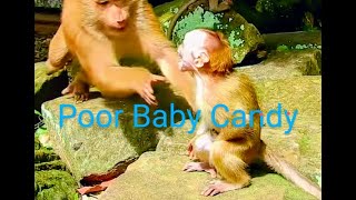 Mean Bonita Attacks Abandoned Baby Candy