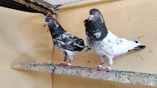 Brider jora 15000finel jhelum 03435073582