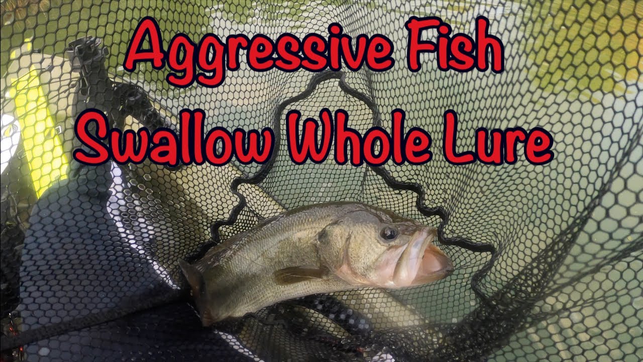 Fishing a True Honey Hole (Super Aggressive Fish!)