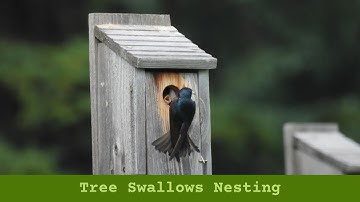 Tree Swallows Nesting in Montana