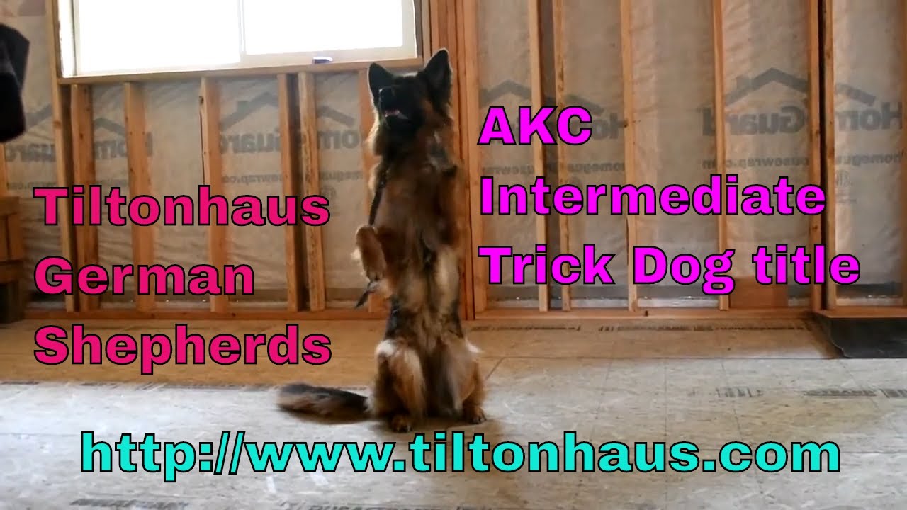 annie-earned-her-akc-intermediate-dog-trick-title-youtube